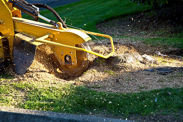 Large Tree Removal in Konawa, OK